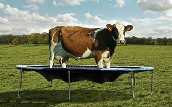Cow On A Trampoline Wallpaper Id