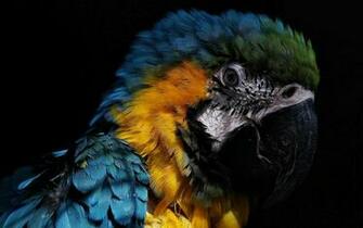 HD Parrot Face Wallpaper