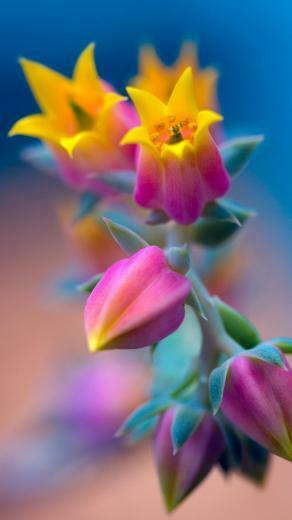 Pink Flower Wallpaper Sazum