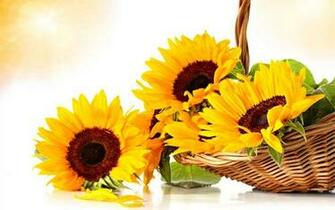 Sunflowers Screensavers And Wallpaper