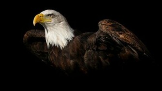 Bald Eagle Wallpaper