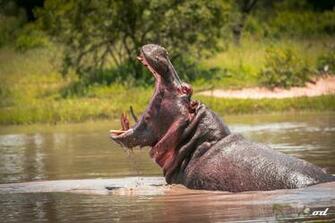 Hippo Computer Wallpaper Desktop Background