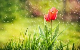 Spring Tulips Grass Rain Click To