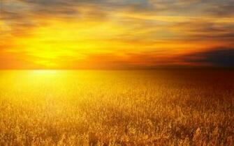 Golden Field Wallpaper