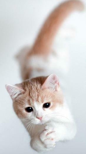 Free Download Cute Korean Cat Wallpapers Top Cute Korean Cat