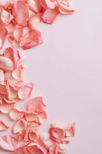 Pale Pink Background Petals Scattered Wallpaper