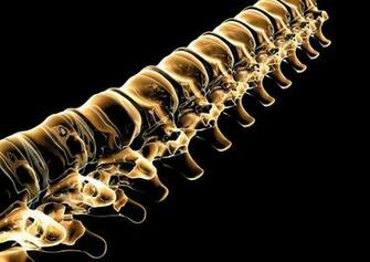 Of X Ray Human Bones Spine Desktop Background Wallpaper