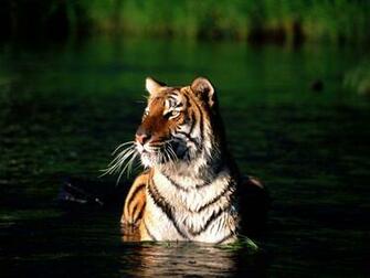 Design Cool Tiger Wallpaper Tigers Pictures Dowload