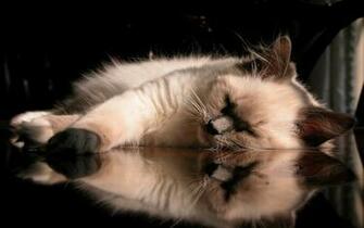 Sleepy Cat Wallpaper