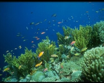 Under Ocean Background Wallpaper HD