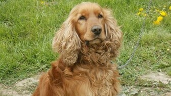 English Cocker Spaniel Wallpaper