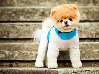 Boo The Cutest Dog Wallpaper HD