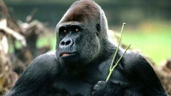 Wallpaper Name Happy Gorilla Jpg Added May