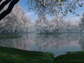 Cherry Tree Wallpaper Lilz Eu Tattoo De