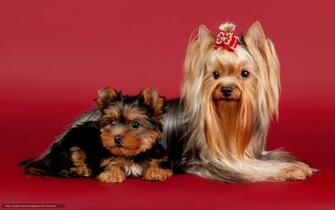 Wallpaper Dogs Yorkshire Terrier Beauty Bow Desktop
