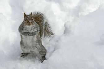 Funny And Wild Animals In The Snow