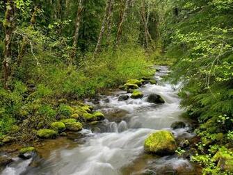 Forest River Wallpaper Rivers Nature In Jpg Format For