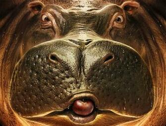Cute Hippo Wallpaper Image Of Funny