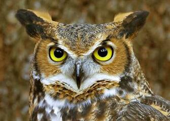 Horned Owl In High Resolution For Definition Background