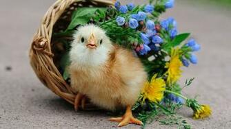 Flowers Birds Wallpaper Baskets Chicks