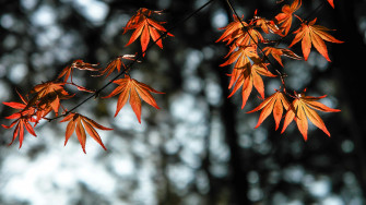 Autumn Leaves Orange 4k Laptop Full HD 1080p Wallpaper