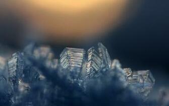 Macro Wallpaper Id Wallpapervortex