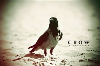Crow Wallpaper Top HD Desktop Background