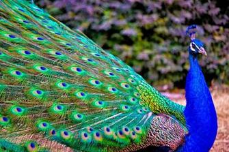 Beautiful HD Wallpaper U Indian Peacock