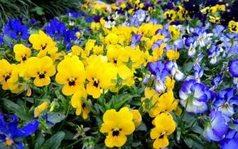 Wallpaper Pansy Flowers Desktop