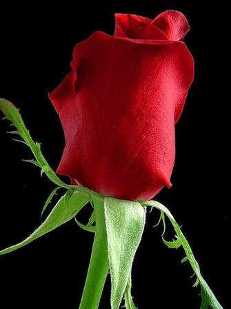 File Rose Flower Black Background Jpg