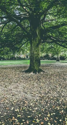 Landscape Tree Green Wallpaper Sc iPhone7plus