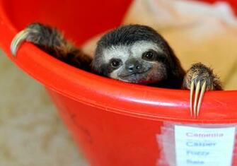 Baby Sloth Wallpaper Here S A I Made Of
