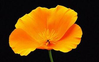 Yellow Flower Wide