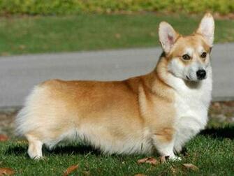 Welsh Corgi Wallpaper