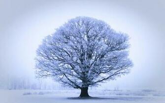 Wonderful HD Oak Tree Wallpaper HDwallsource