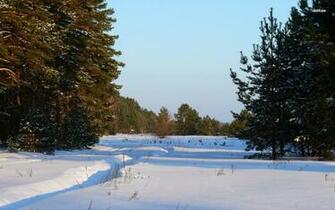 Snow On A Sunny Winter Day Wallpaper Nature