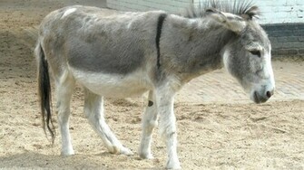 Donkey In A Zoo Barbaras HD Wallpaper