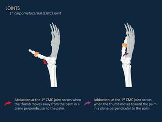 1st Carpometacarpal Cmc Joint Case Background Joints At1x