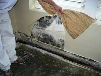 Red Triangle Slugs Can Indicate Household Mold