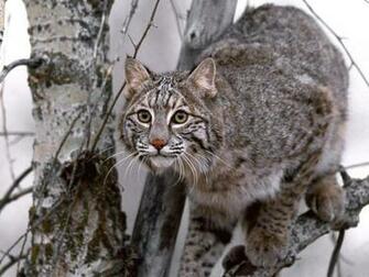 Bobcat HD Wallpaper Desktop 4k