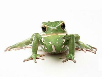 Wallpaper Funny Frogs