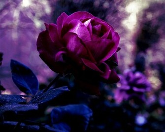 Rose Bud Petals Red Dark Purple Lilac Flowers Leaves Blur