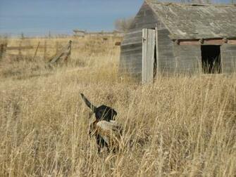 Pheasant Hunting Wallpaper And