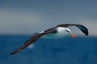 Albatross Wallpaper Image Group