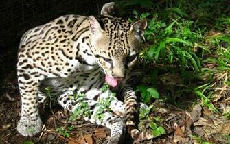 Ocelot HD Desktop Wallpaper 7wallpaper Net