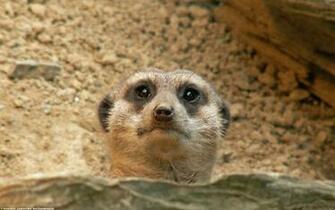 Meerkat Wallpaper Peek A Boo By Leopatra Lionfur