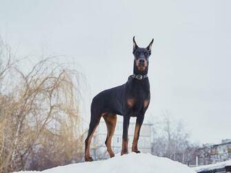 Doberman Dog Pack Wallpaper 1d178b H900 Jpg