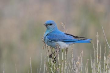 Mountain Bluebird HD Wallpaper Background Image