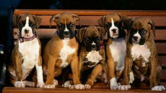 Boxer Puppy Desktop Background HD Wallpaper