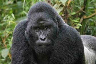 Gorilla Silverback Wallpaper Mountain Gorillas Rwanda Photo